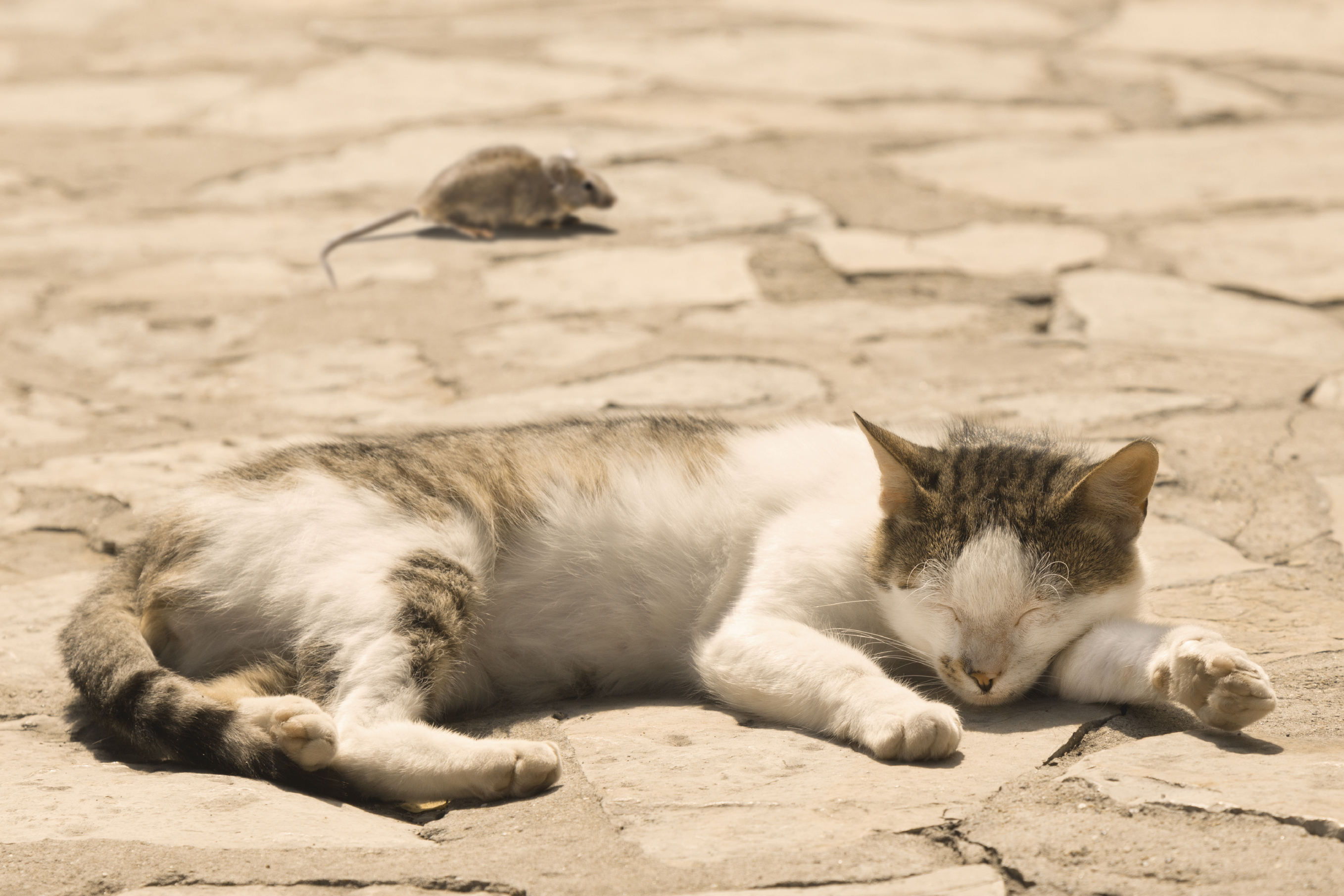 Mon Chat Ne Mange Plus Refus De Manger Du Chat Doctissimo