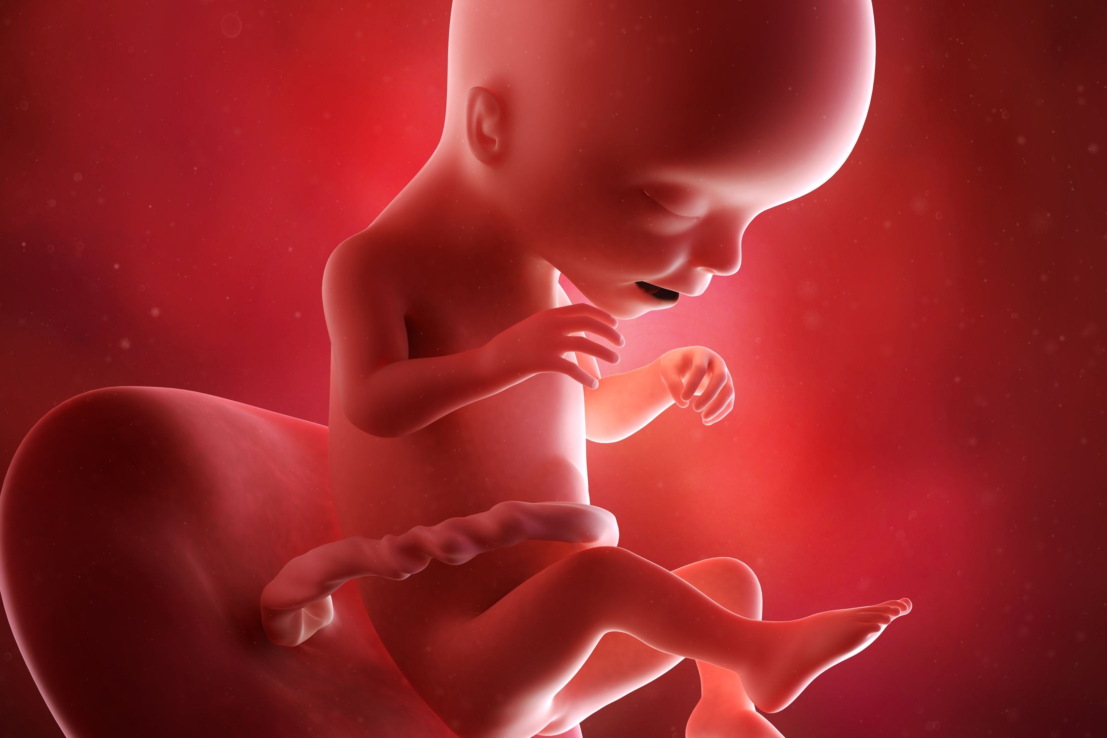 2 Mois De Grossesse Pour Bebe Evolution De L Embryon A 2 Mois Doctissimo