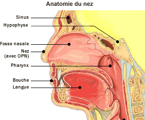 Anatomie du nez
